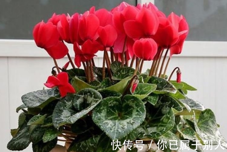 3种花是爆盆“能手”,开起花来“拦”不住,被称为开花机器