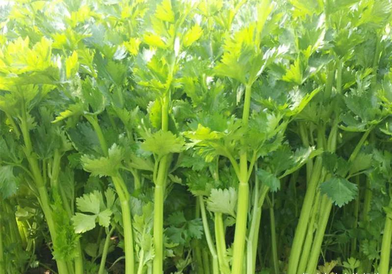 酸枣|入秋后健身减脂记得吃10种食物，膳食纤维含量高，人人吃得起