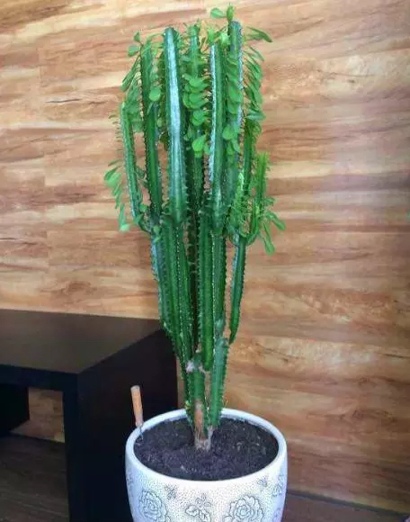 呼呼|常见的2种花,夏天多“切几刀”,才能呼呼冒“新芽”,翻倍的长