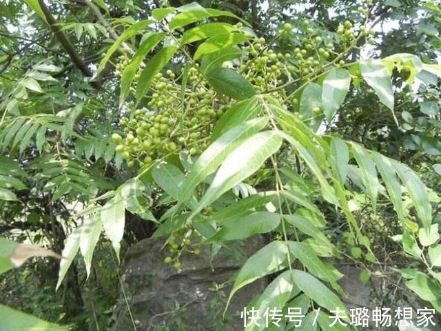 这野草带刺,牲畜见到绕着走,叶片晒晒能做肥皂