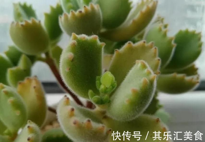 萌宠的熊童子冬天养护这些一定要注意,否则掉叶枯黄没商量