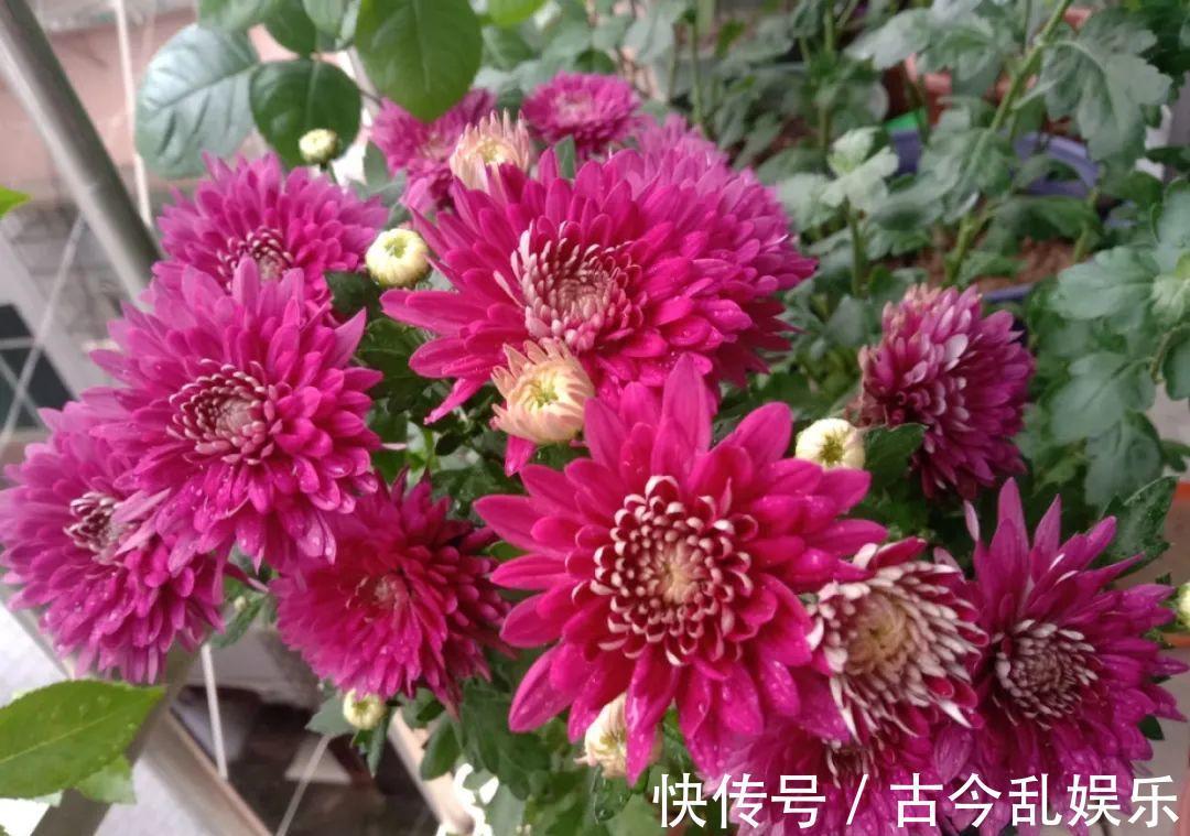 天竺葵|适合秋天养的12种花，耐阴又耐寒，秋冬长得更精神