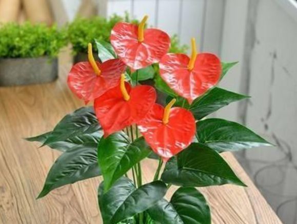 “4种花”超爱开花,尤其第2种,全年开花不断,还超好养,美