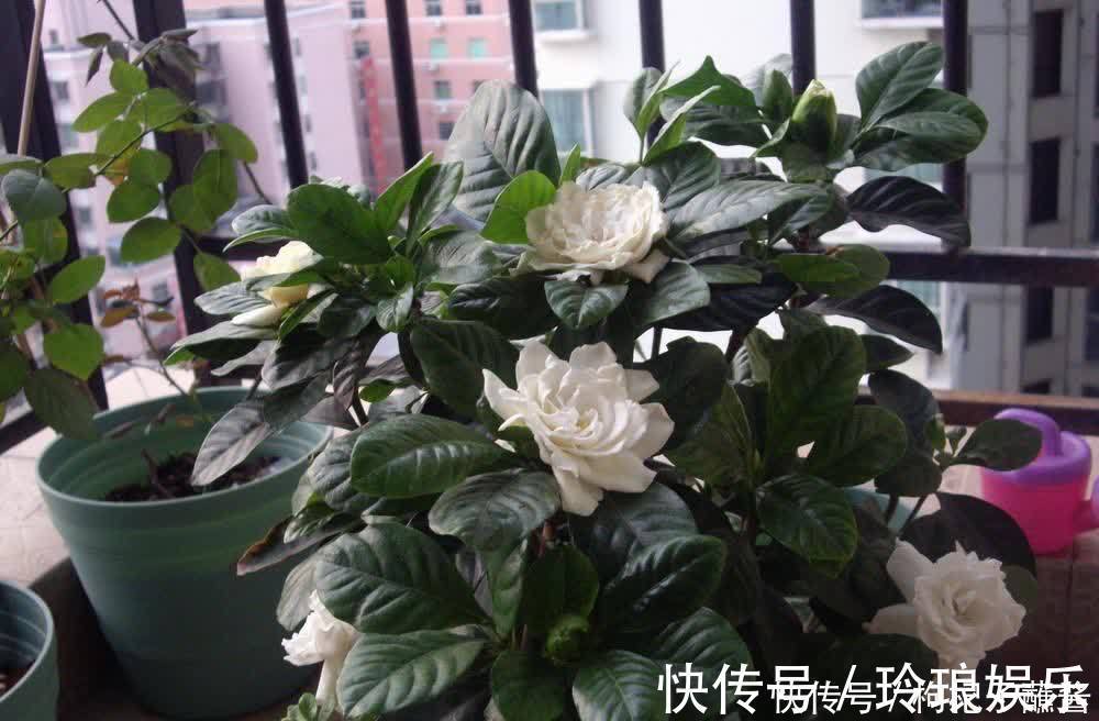 有3种花,春季绝对不可以修剪,这样才能花苞更多,枝枝有花