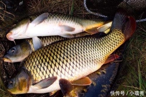 蒸鱼时,有人放盐也有人放酱油,酒店大厨:都错了!难怪鱼肉不鲜