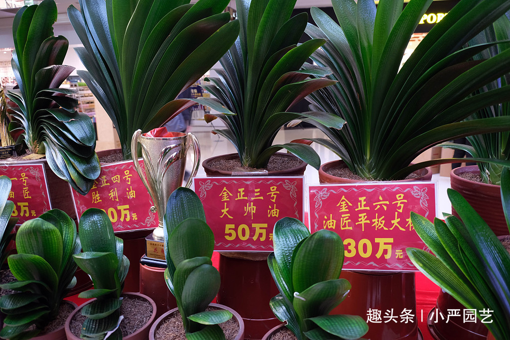 新手养君子兰,这个浇水方法“一劳永逸”