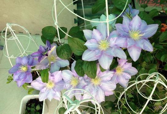 10月过半,养花就选这6样,随便2株就能将阳台、庭院变成花海