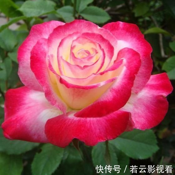 天竺葵|4种花好养又漂亮,养家里,名字好听,花更美,开花漂亮上档次!