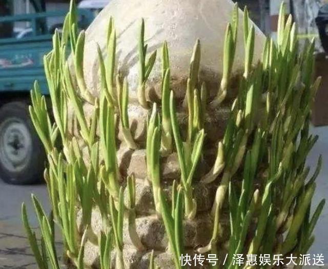 种植|厨房的“空油桶”留着，拿来“剪2刀”，变成“种菜容器”，值！