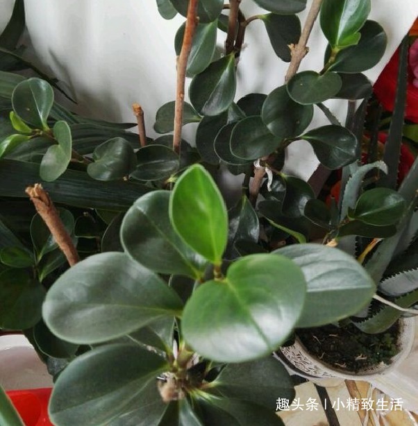 豆瓣绿长高忒难看,4招控制长势,砍上几刀,还能一盆变多盆