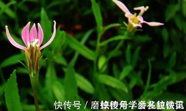 湿疮|一味能“去热邪散各种无名肿毒,除湿气消一身水肿湿疮”的良药