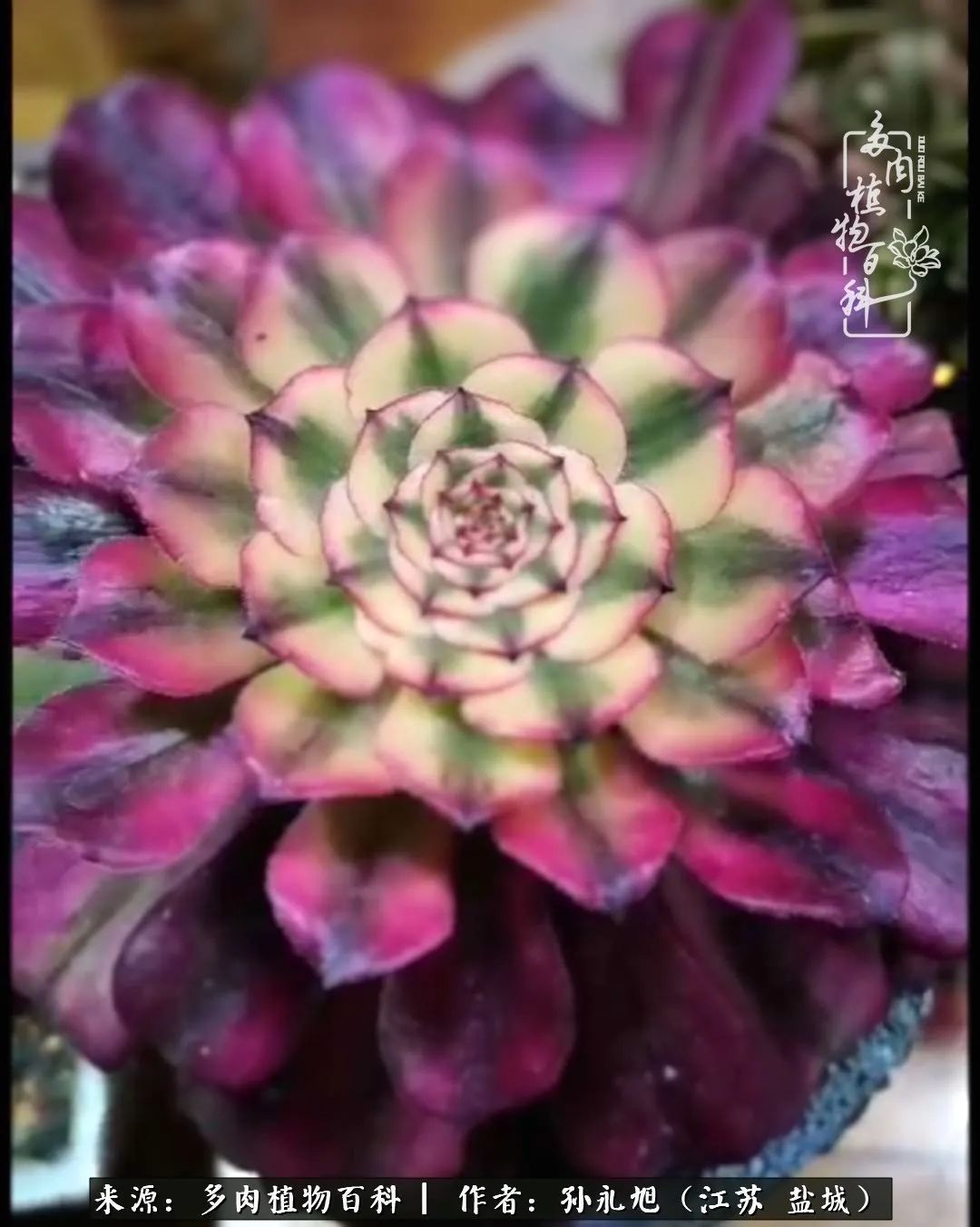 养多肉三年多九万里悟道,终归诗酒田园!