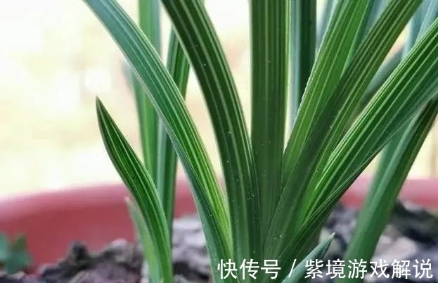 兰花浇水有讲究,浇半截水还是浇透水,究竟怎么掌握?