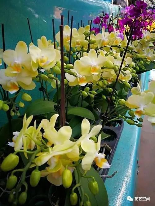 反季节|花市买花，别轻易“入坑”，这4种情况的花，再好看也别买