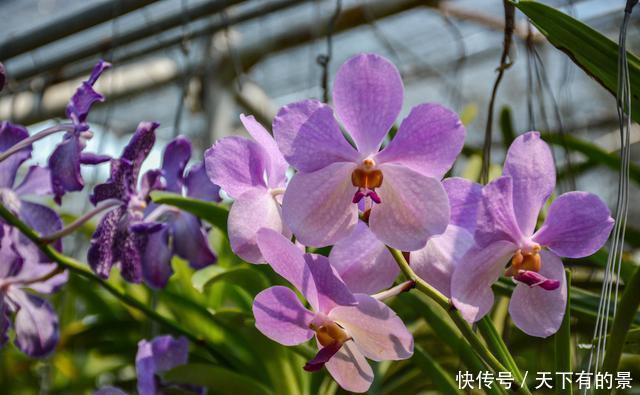 曾经看过了几种兰花?来这里可以让您大开眼界