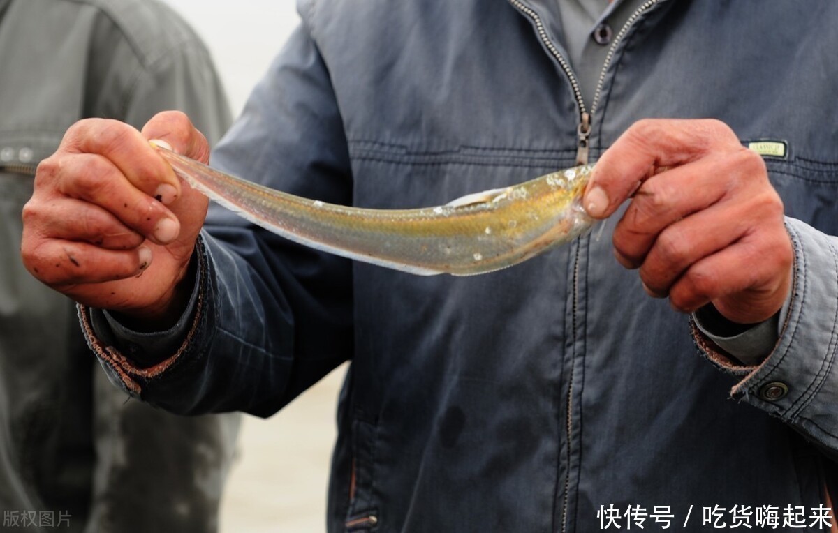 长江刀鱼|我国“高级”的5种食材,长江刀鱼不算什么,最后那头猪就厉害了