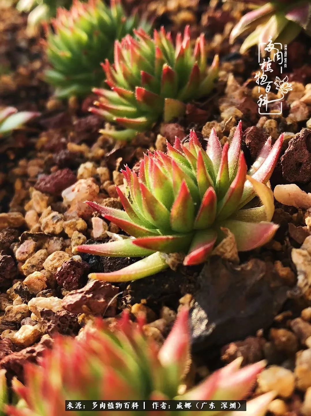 笼子里露养的多肉，越养越美！有多肉的日子伴着小确幸！