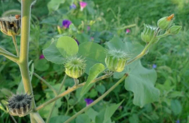 植物|野外长得不起眼的苘麻,是珍贵药材,还有治疗耳鸣的功效