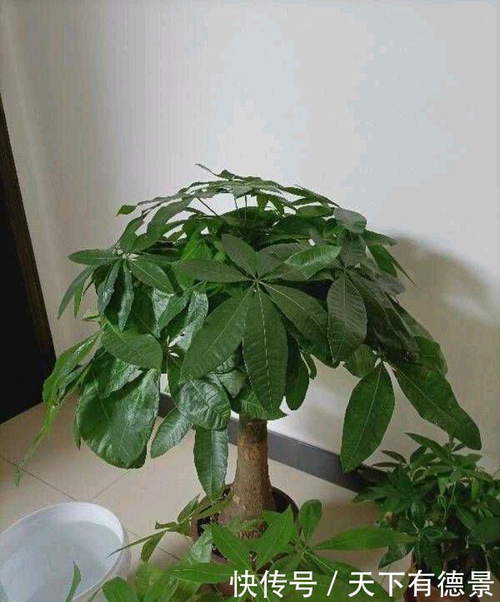 冬天给盆栽浇水,要注意三个方面,花儿更茁壮旺盛美丽