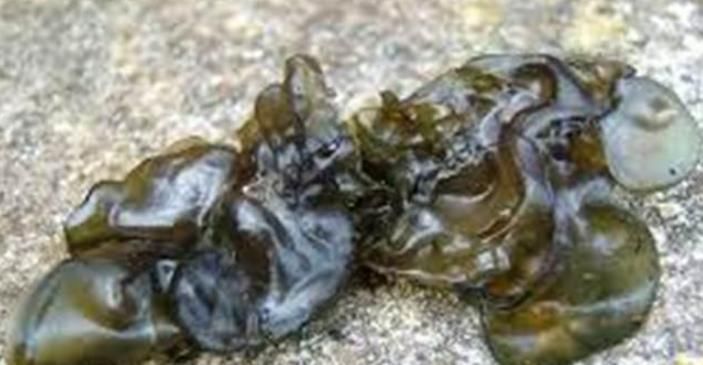 乡下常见的野草,虽然其貌不扬,好在营养价值却不低,不可小瞧哦