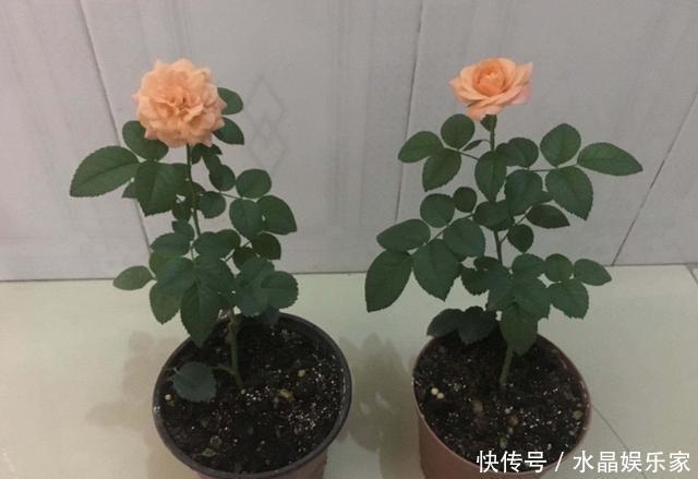 扦插|扦插月季只需做“2点”,生根快,易成活,长出新芽,直接开爆盆