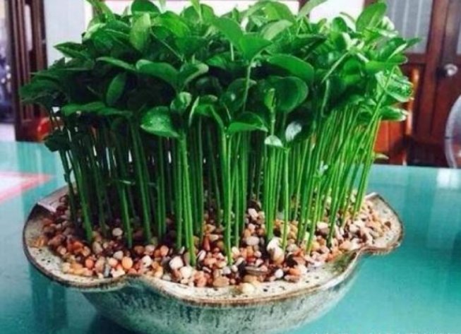 养绿萝早就不兴了,阳台种上这懒人盆栽,干净实用还不占地