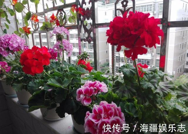 套路|天竺葵在夏天,走3个“套路”不怕休眠,养成花球,满阳台都是