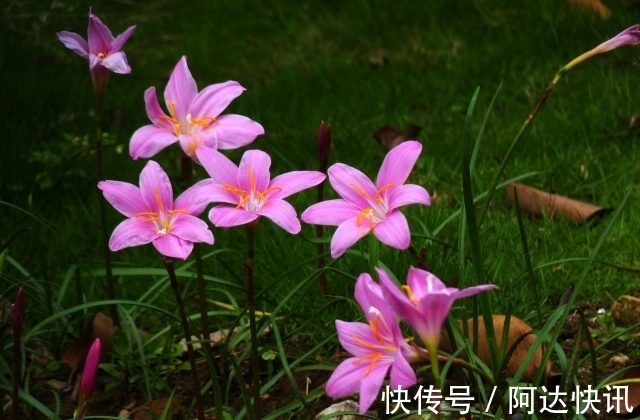 太阳花|4种花，一年四季开花不断，盆栽地栽都能够轻易就开成一片