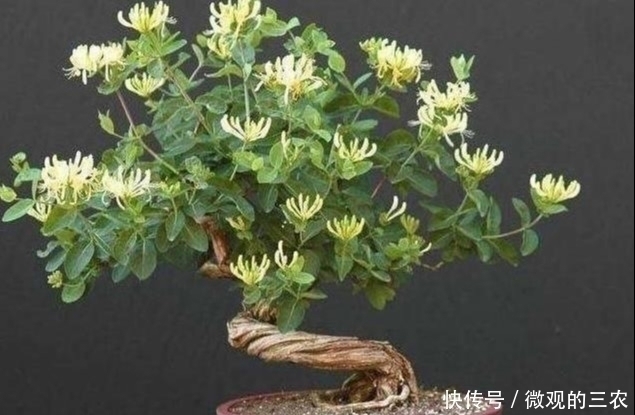 养几株对身体好的花草，除了欣赏，还能食疗，堪称阳台小药箱