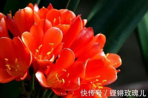 根部|不会养君子兰,记住5个技巧,盆盆长爆盆,棵棵开花艳