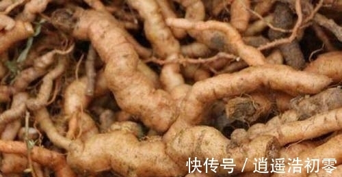 紫红色|乡下常见的野草，现在竟被称为补肾良药，营养很丰富