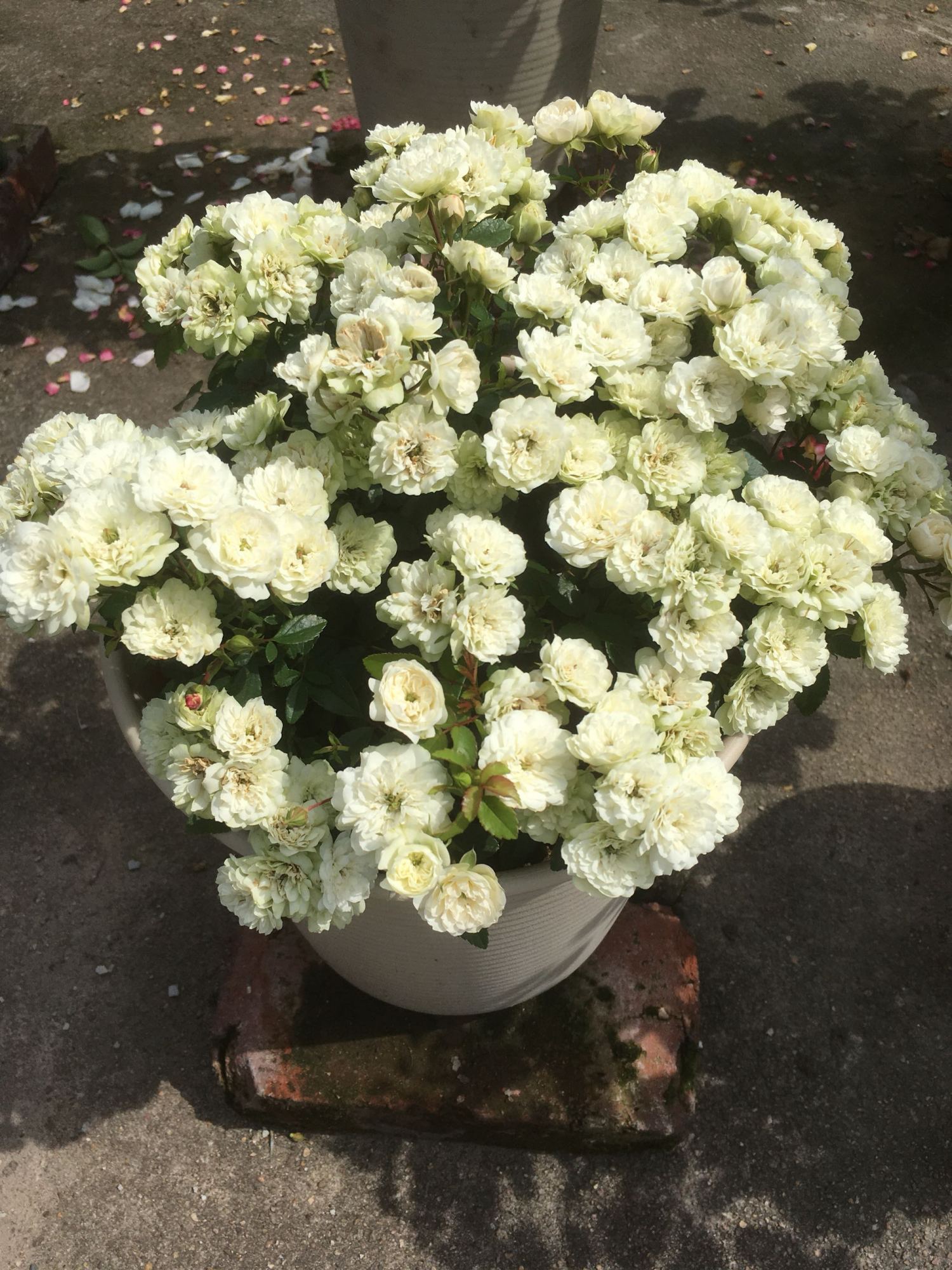 此盆栽有“开花机器”之称,全年开花,花多易爆盆,好看又好养!