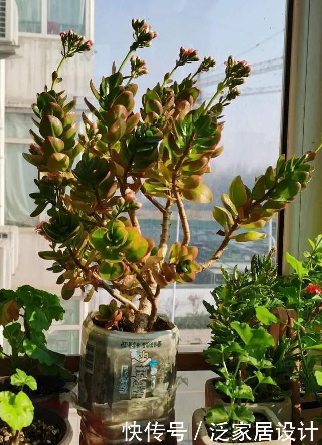 多肉|喝完饮料的瓶子不要丢,切一刀,扎三个孔,用来养花省钱又环保