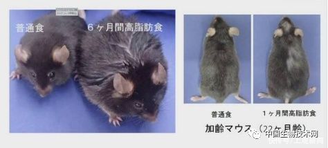 研究人员|实锤了！高脂肪饮食先让你变胖，然后再“薅”掉你的头发……