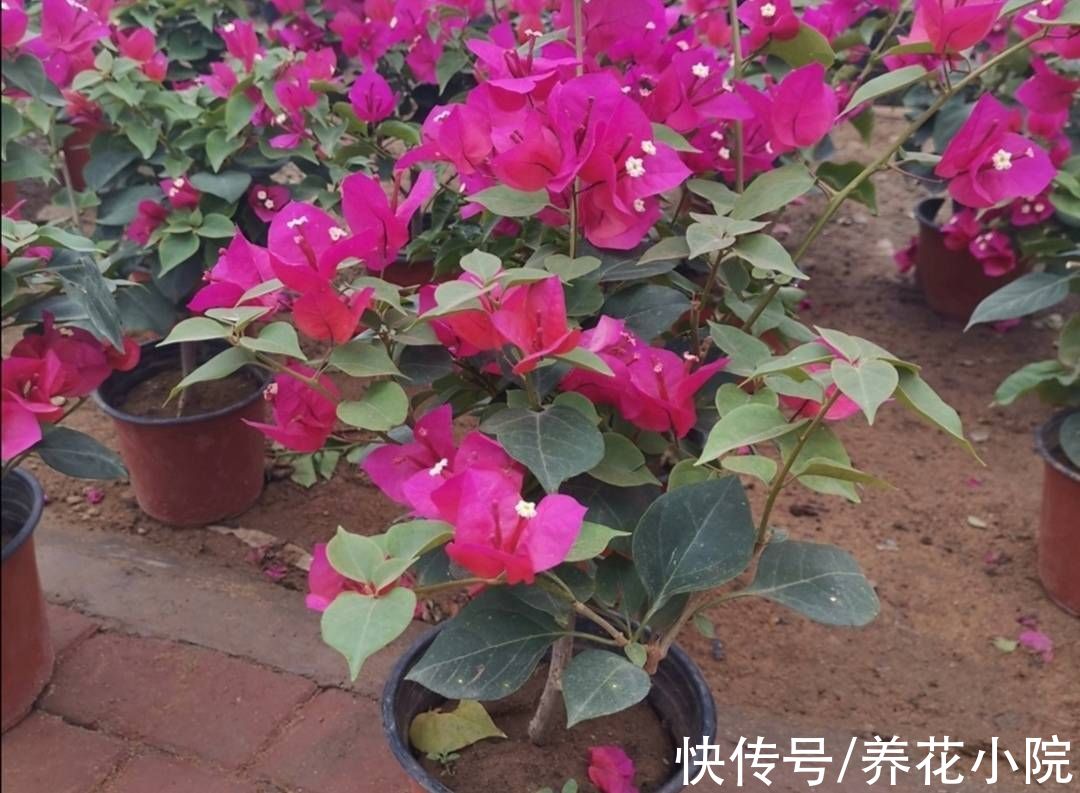 凉爽|9月天气凉爽，3种花再修剪一次，会开花更多
