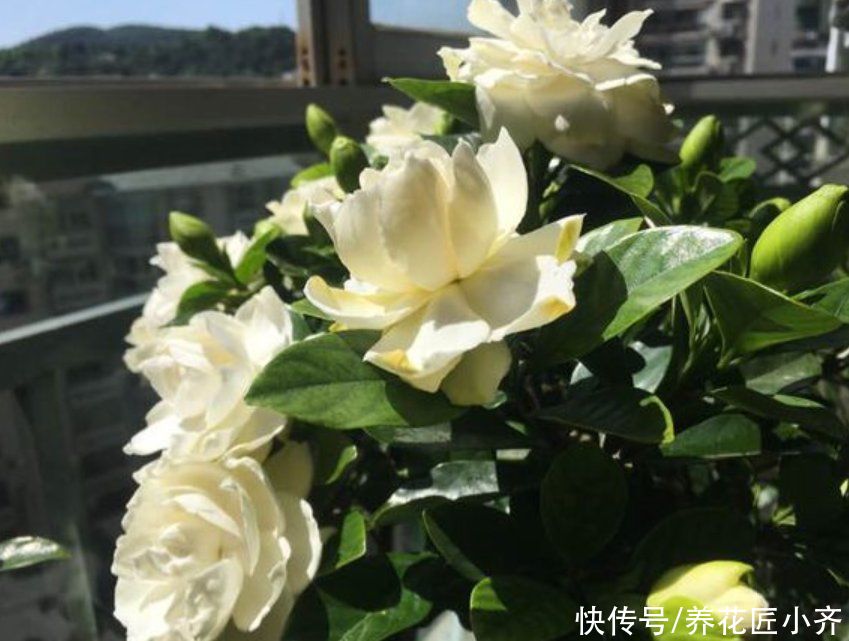 别人的栀子花叶绿新芽多，自己总是养不好，原来是这些事情没做好