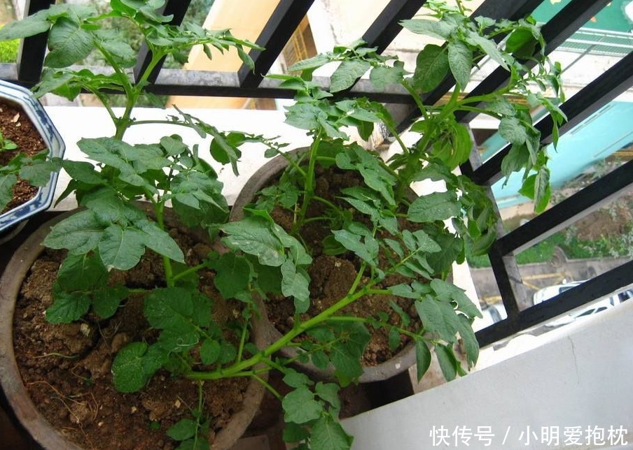 植物|没出现这些情况,天热一换盆土,植株就没命