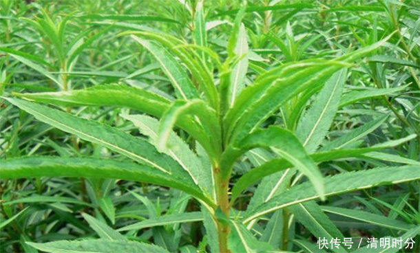 户外常见的“野草”,竟是肝“天然卫士”,泡水喝肝会“感激”你