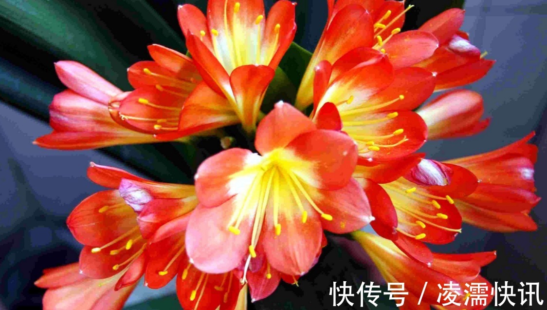 养君子兰的几个小技巧，开花就爆盆，叶子整齐不歪斜