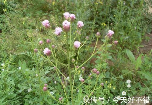 胡菜|田岸上的野草比海鲜还要鲜美,春天吃它赛人参,农民千万别扔