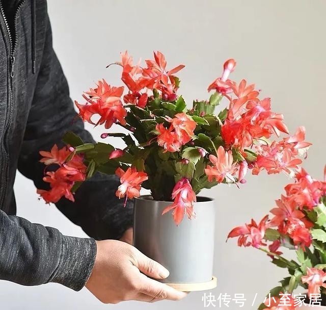 观赏价值|适合冬天养的12种花,家里养几盆,生机盎然,美如仙境!