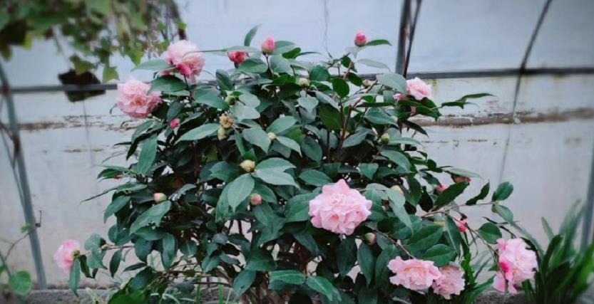 家中常见的6种花是“醋罐子”，多浇点酸水，叶子才能绿得发亮