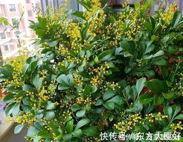 茉莉花|养花就养4种花，好养易活花量大，养上一盆四季欣赏，好养还不贵