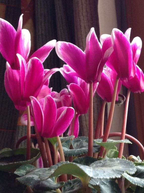 漂亮|4种漂亮花“忒难养”,养花功底薄,年年养不活,买了就后悔