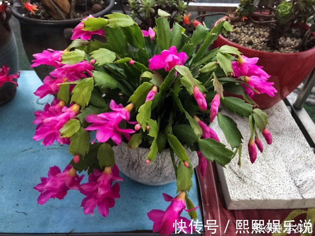 1种花不是真昙花，1次能开上百朵，比蟹爪兰美，怪不得都去抢假货