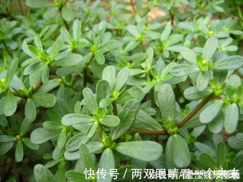 二羟乙胺|在农村有一种晒不死的长寿菜,市场要卖10元一斤,自己去采不花钱