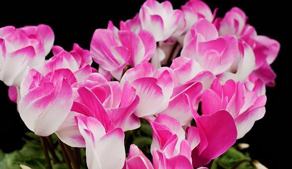 盘点仙客来的五大花型,你中意哪一款