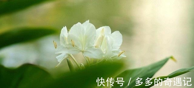 花头|用一束沁人心脾的姜花，来挥别这个夏天！