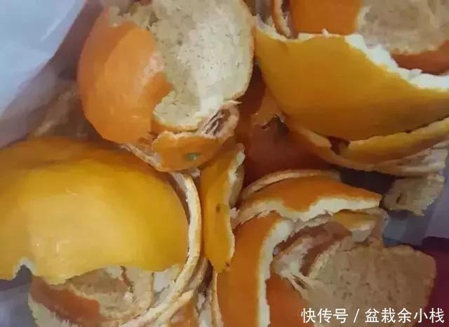 盆里灌点饮料,盆土疏松有营养,10年不用换土花也长得旺