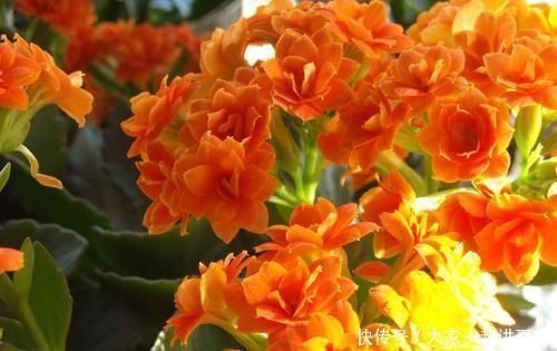 君子兰其实很好养,在花盆加点这东西,花开不断,长得那叫一个旺